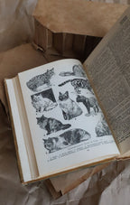 1945 The "Concise" Standard Dictionary of the English Language Hard Cover Book